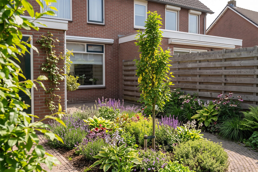 Gewone goudenregen - Laburnum anagyroides Zuilvorm