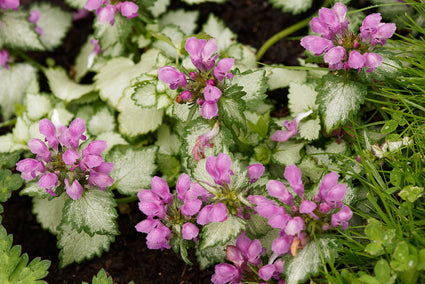 Biologisch Gevlekte Dovenetel - Lamium mac. 'Beacon Silver'