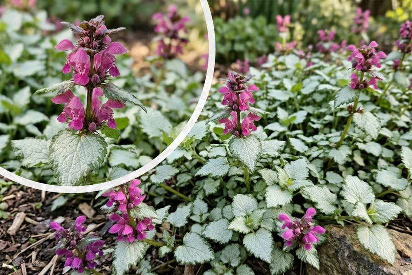 Gevlekte dovenetel - Lamium maculatum 'Red Nancy'
