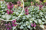 Gevlekte dovenetel - Lamium maculatum 'Red Nancy'