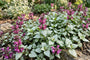 Gevlekte dovenetel - Lamium maculatum 'Red Nancy'