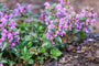Biologische Gevlekte dovenetel (Roze) - Lamium maculatum 'Roseum'
