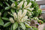 Groenblijvende Laurier op hoge stam - Prunus laurocerasus 'Caucasica' Hoogstam boom