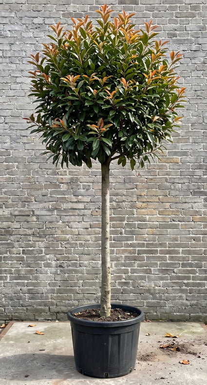 Laurierkers (Hoogstam) - Prunus laurocerasus 'Etna'