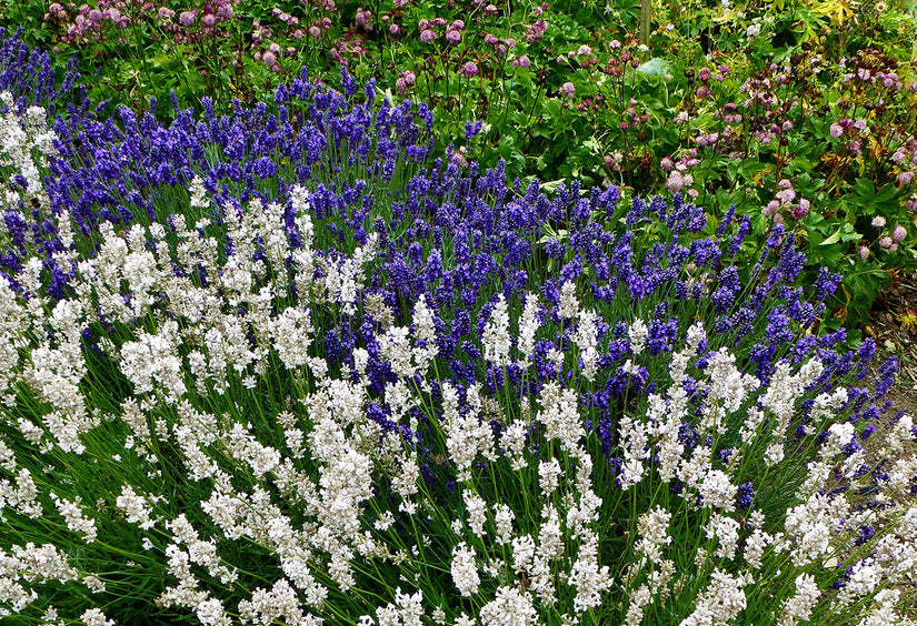 Gewone lavendel (Wit) - Lavandula angustifolia 'Alba'