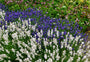 Gewone lavendel (Wit) - Lavandula angustifolia 'Alba'