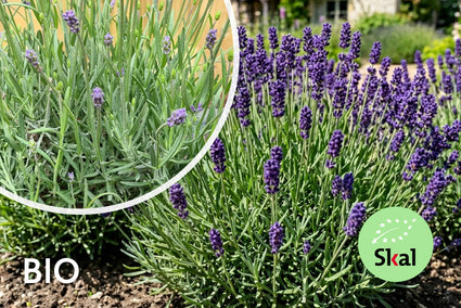 Biologisch Gewone lavendel (Blauw/paars)- Lavandula angustifolia 'Hidcote'