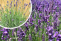 Gewone lavendel (Blauw/paars)- Lavandula angustifolia 'Hidcote'