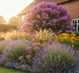 Lavandula angustifolia 'Phenomenal' met sedum matrona, nepeta walker's low, echinacea purpurea, gele zonnehoed rudbeckia en vedergras stipa en buddleja pink delight op achtergrond
