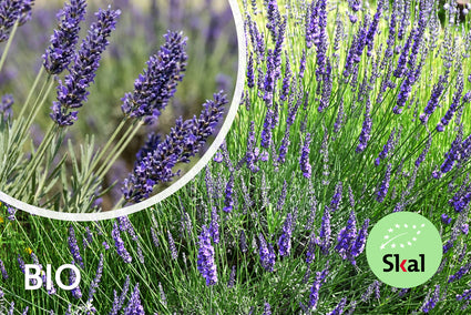 Biologische Lavendel - Lavandula intermedia 'Grosso'