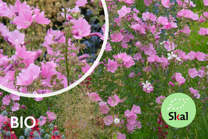 Biologisch Struikmalva - Lavatera 'Rosea'