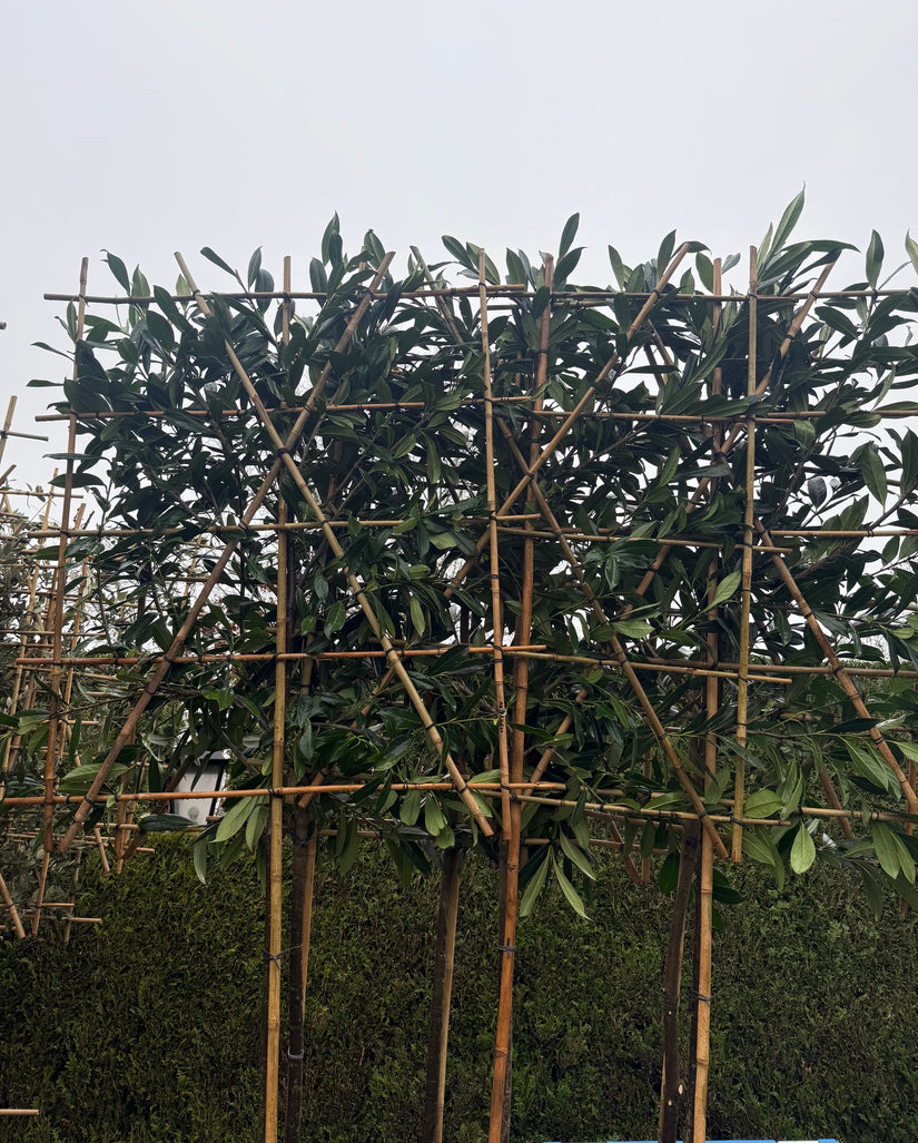 Leilaurier - Prunus caucasica leiboom - Wintergroen