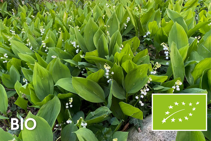 Biologisch Lelietje van dalen - Convallaria majalis