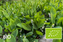 Biologisch Lelietje van dalen - Convallaria majalis