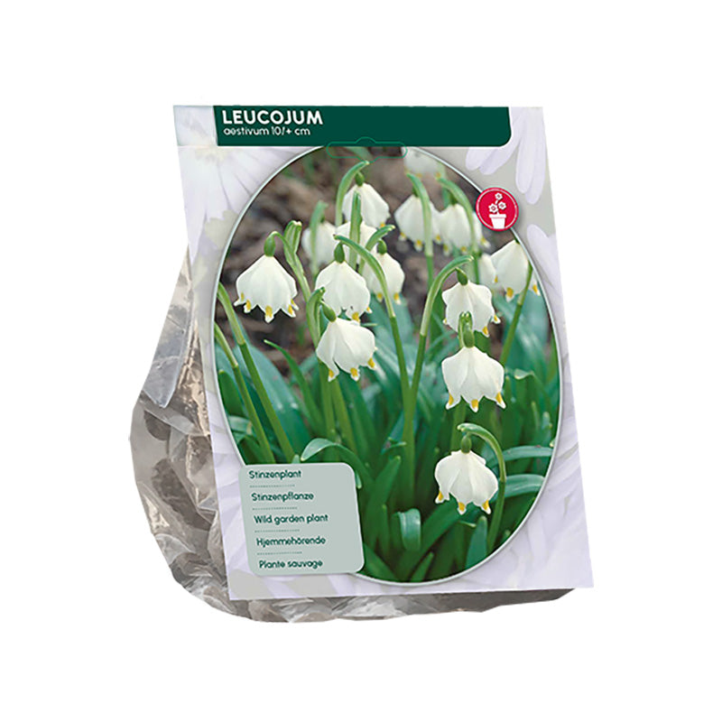 Lenteklokje Leucojum -  30 bloembollen