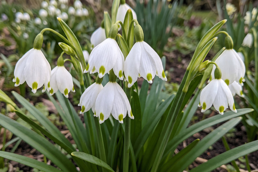 Lenteklokje Leucojum -  30 bloembollen