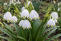 Lenteklokje Leucojum -  30 bloembollen