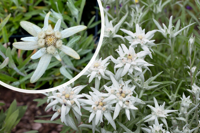 Alpen edelweiss - Leontopodium alpinum