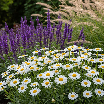 Margriet - Leucanthemum 'Silberprinzesschen'
