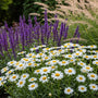 Margriet - Leucanthemum 'Silberprinzesschen'