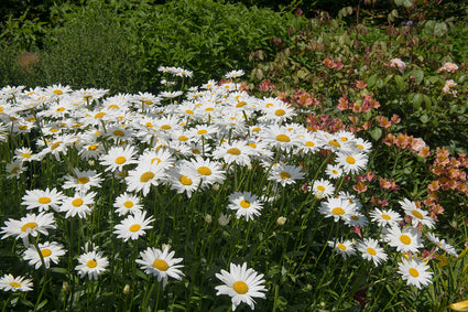 Biologisch Margriet - Leucanthemum (S) 'Silberprinzessche'