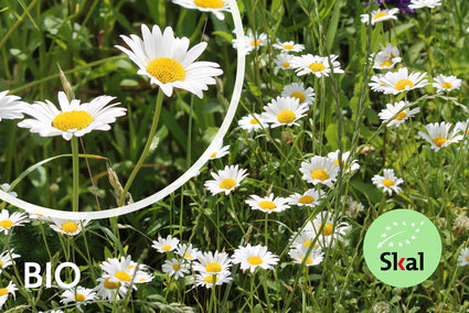 Biologisch Margriet - Leucanthemum vulgare 'Maikönigin'