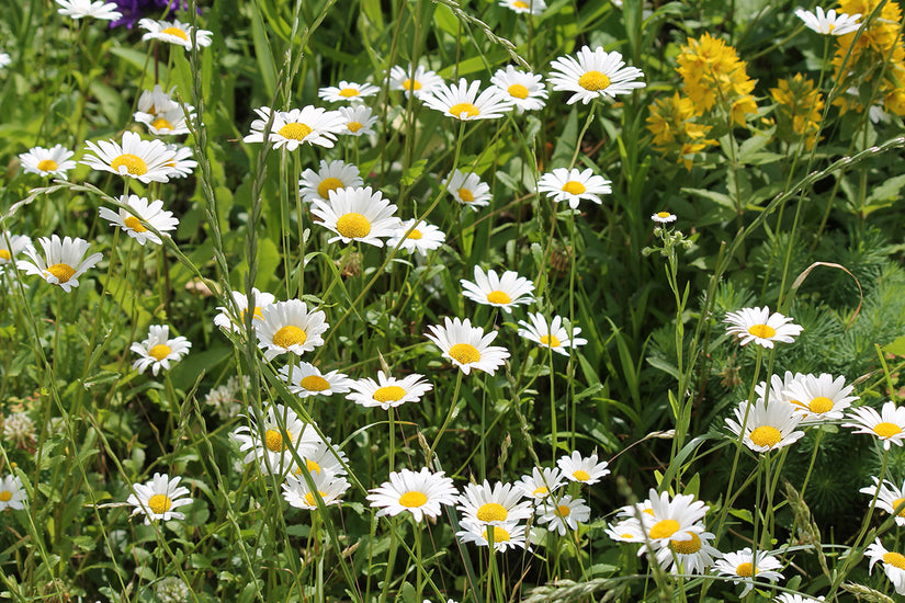 Biologisch Margriet - Leucanthemum vulgare 'Maikönigin'