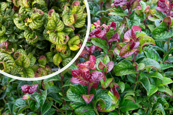 Druifheide - Leucothoe 'Curly Red'