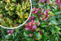 Druifheide - Leucothoe 'Curly Red'