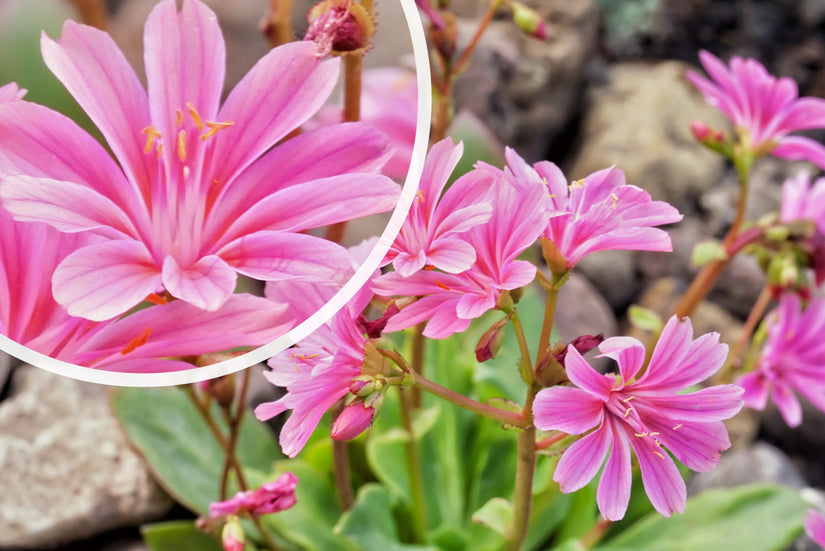 Bitterkruid - Lewisia Cotyledon