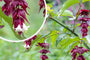 Fazantenbes - Leycesteria formosa 'Little Lantern'®