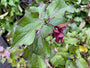 Fazantenbes - Leycesteria formosa