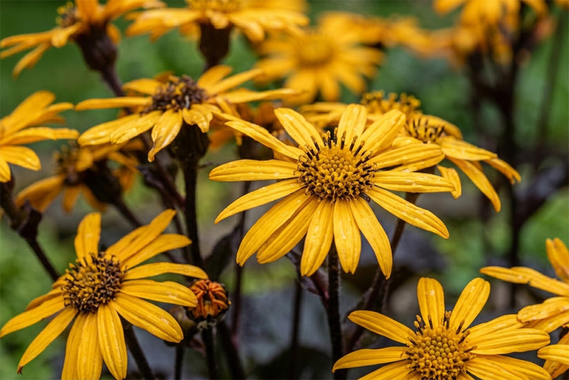 Kruiskruid - Ligularia dentata 'Pandora'