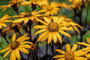 Kruiskruid - Ligularia dentata 'Pandora'