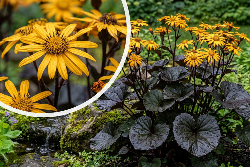 Kruiskruid - Ligularia dentata 'Pandora'