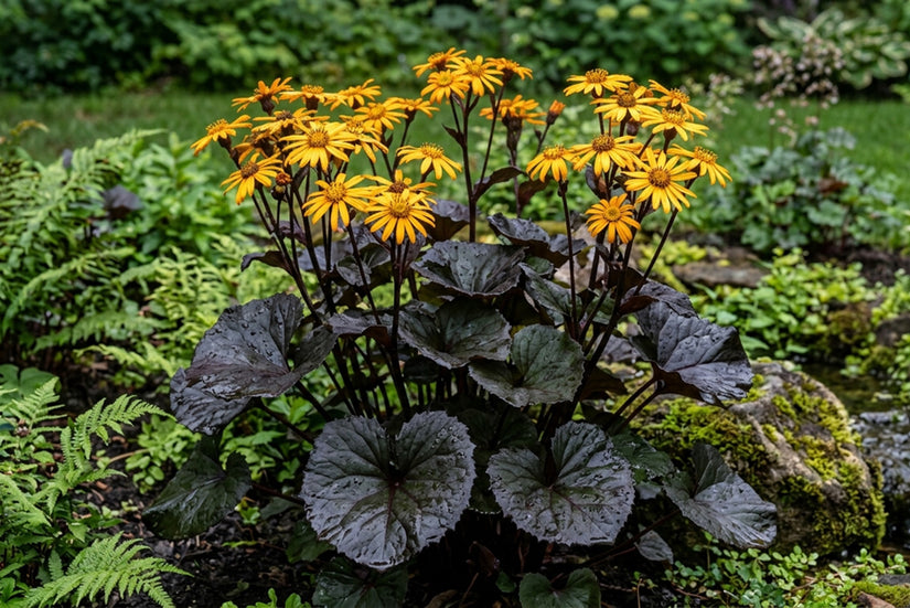 Kruiskruid - Ligularia dentata 'Pandora'