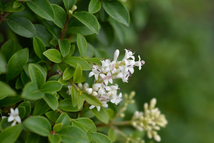 Liguster - Ligustrum delavayanum (bolvorm)