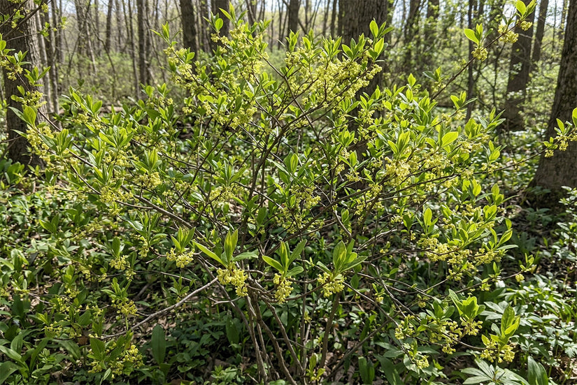 Biologische Koortsstruik - Lindera benzoin