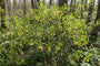 Biologische Koortsstruik - Lindera benzoin