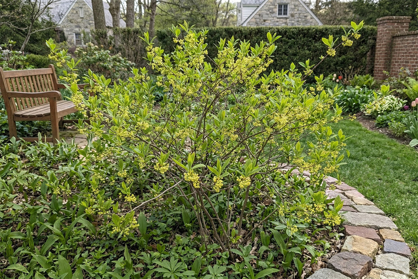 Biologische Koortsstruik - Lindera benzoin