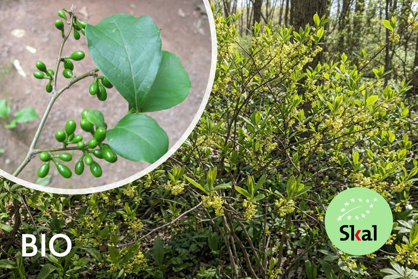 Biologische Koortsstruik - Lindera benzoin