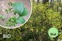 Biologische Koortsstruik - Lindera benzoin