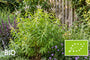 Biologische Citroenverbena - Lippia citriodora