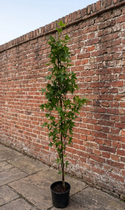 Amberboom  - Liquidambar styraciflua 'Slender Silhouette' Zuilvorm