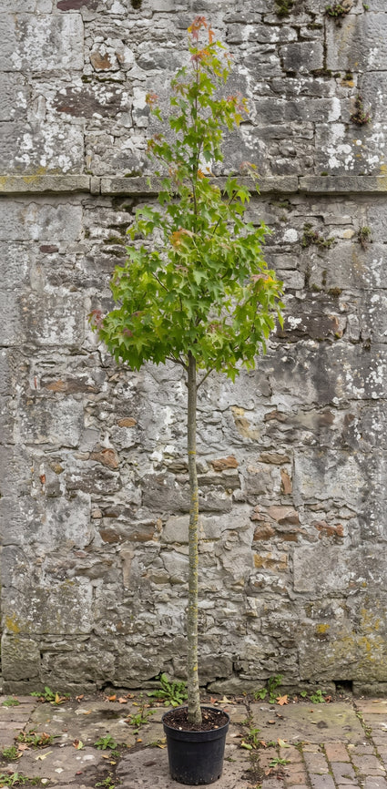 Amberboom (Hoogstam) - Liquidambar styraciflua