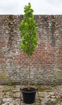 hoogstam tulpenboom Liriodendron tulipifera 'Fastigiatum'