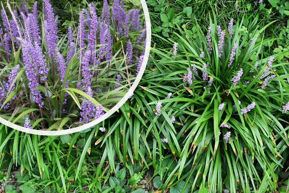 Leliegras - Liriope muscari 'Big Blue'