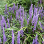 Borderpakket Julia - Vaste planten - Roze & Rood - Halfschaduw