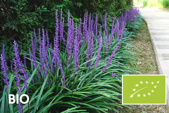 Biologisch Leliegras - Liriope muscari 'Ingwersen'