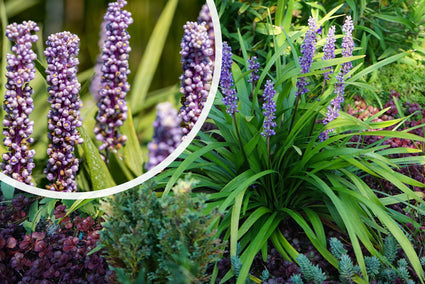 Leliegras - Liriope muscari 'Moneymaker'